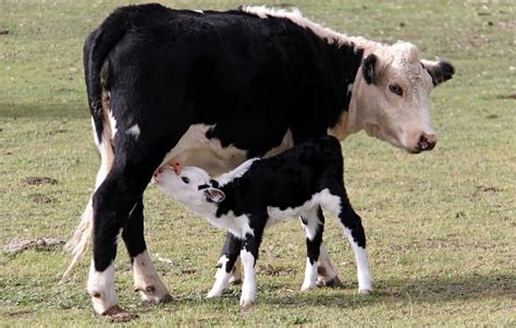 feed     nursing calf