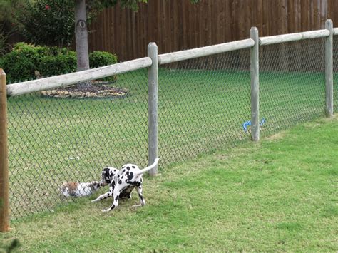 teachers pets   dogs bark excessively   backyard