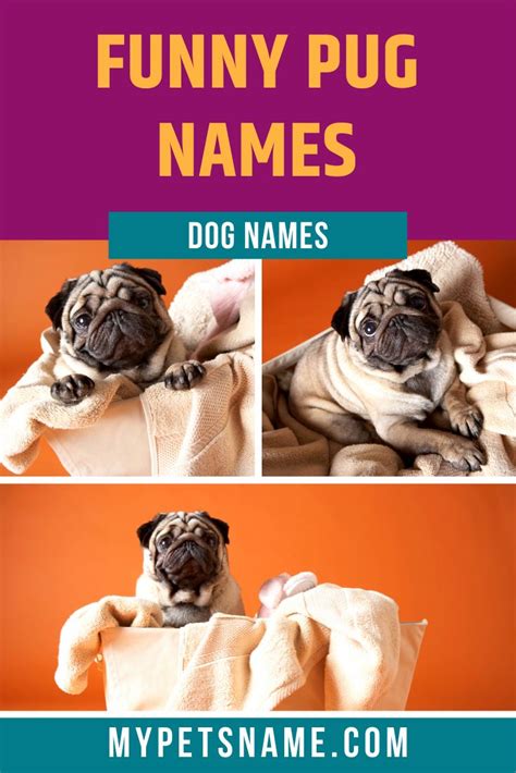 pin  funny pet names