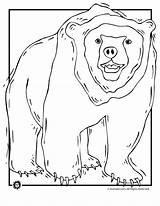 Bear Coloring Grizzly Pages Animal Bears Print Jr sketch template