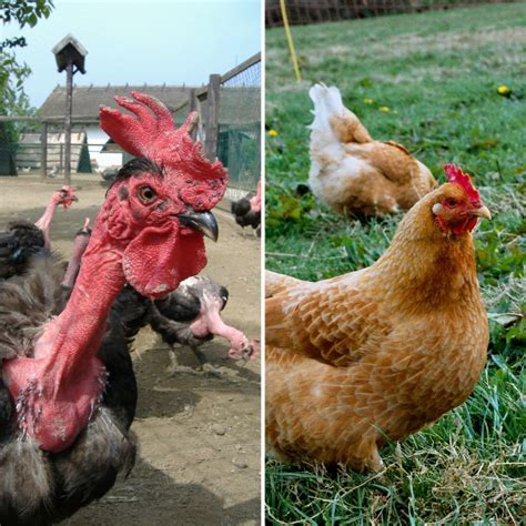 Advantages And Disadvantages Of Featherless Naked Chickens Owlcation