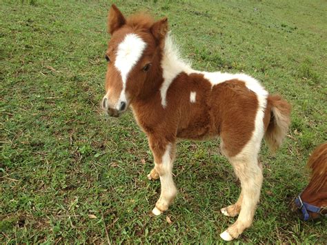 tiny miniature horse foal nina  cute miniature horse foal miniature horse baby animals