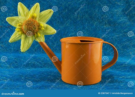 flower  stock image image  orange object colorful