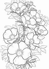 Ausmalbilder Rosen Supercoloring Drawings Rosas Outline Designlooter Geranium Plant Malvorlagen Pobarvanke Clipground Biene Hibiscus sketch template