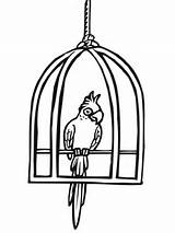 Cage Bird Parrot Coloring Drawing Pages Cages Draw Parrots sketch template