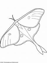 Moth Luna Colouring Hawk Owady Moths Kolorowanki Farfalla Outline Robaki Lunar Schmetterlinge Wings Lightupyourbrain Animali Dzieci Brighten Condividi sketch template