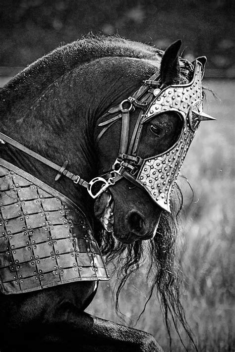 images  war horse  pinterest indian horses equestrian  knight