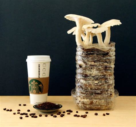 grow   mushrooms  recycled cardboard  coffee grounds
