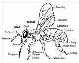 Bee Parts Bees Body Honey Anatomy Identify Dummies Drawing Basic Scientific Science Grade Knees Head Thorax Abdomen Kids Biology Tree sketch template