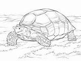 Tortoise Aldabra Designlooter sketch template