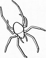 Arachnids Spiders Bestcoloringpagesforkids sketch template