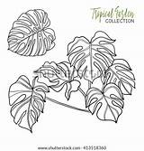 Tropical Coloring Plant Monstera Vector Book Older Illustration Children Adult Outline Drawing Shutterstock Search sketch template