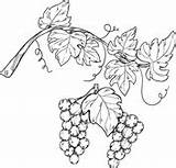 Grapes Grapevine sketch template