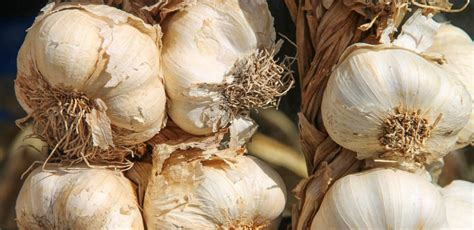 planning  garlic crop start  february sustainable macleod