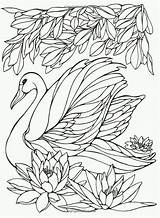 Swans Heller Ruth Animal Coloriage Broderie Spilt Peacocks Schwan Quilling Duitang K5worksheets Colorir Oiseau Pattern Animaux Volwassenen sketch template