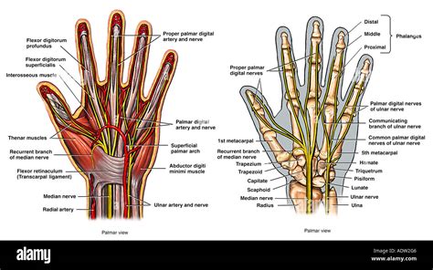 anatomie der hand stockfoto bild  alamy
