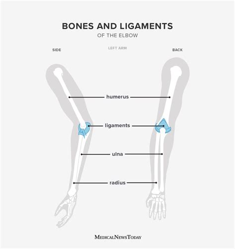 elbow joint pain joint type anatomy