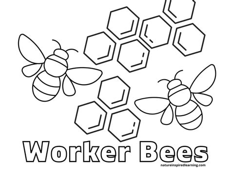 bee coloring pages printables  kids nature inspired learning