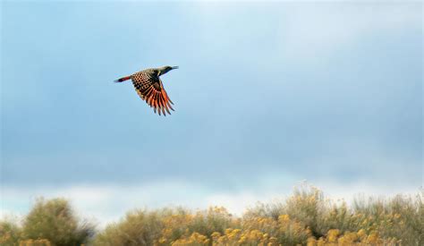 Red Shafted Flicker Photograph By Rick Mosher Fine Art America