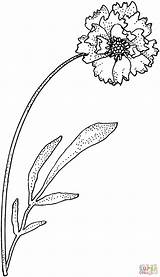 Carnation Coloring Flower Pages Online Single Supercoloring Kids sketch template