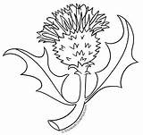 Thistle Coloring Scottish Drawing Line Flower Tuesday Scotland Pages Dulemba National Getdrawings sketch template