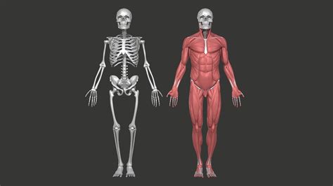Anatomy Model Male Skull Skeleton And Muscular 3d