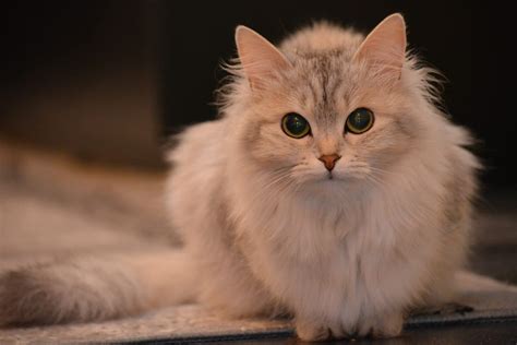 cutest cat breeds  cats youll    snuggle