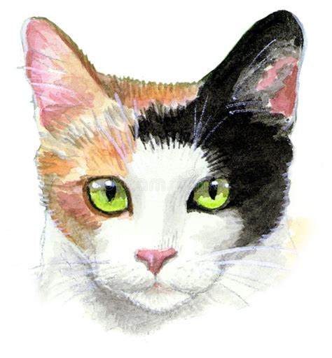 calico cat illustration stock illustration image  graphics