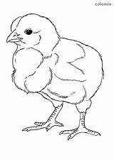 Chick Chicken Coloring sketch template
