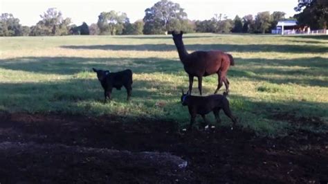 guard llama protecting week  calf video  livestock guardian modern farmer guard