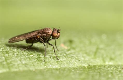 big  small flies macro  photography  thenet forums