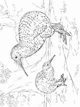 Kiwi Coloring Pages Birds sketch template