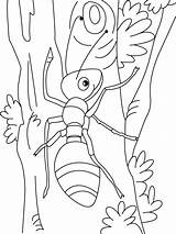 Coloring Ant Pages Climbing Printable Paul Kids Coloringme sketch template