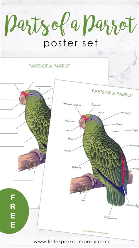 parrot printable bundle   language activities preschool