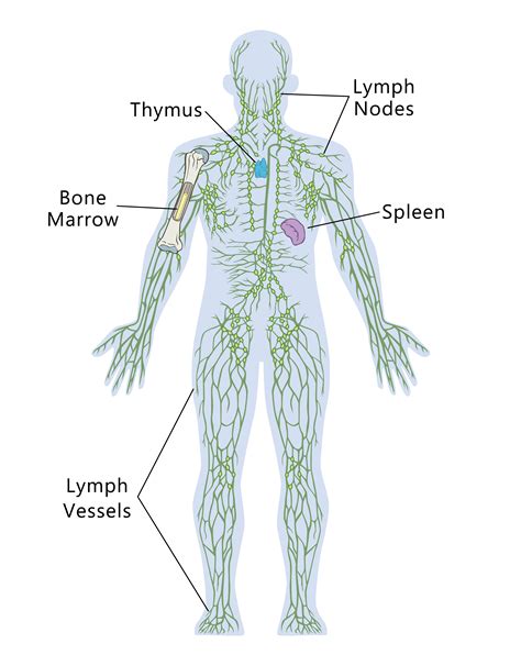 diagram   immune system wiring diagram