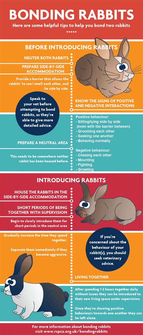 how to introduce rabbits to each other rspca