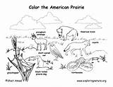 Coloring Prairie Grassland Pages Habitat Biome American Animals Animal Habitats Map Clipart Google Worksheet House Search Grasslands Color Library Nature sketch template