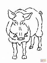 Boar Coloring Pages Razorback Template sketch template