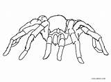 Minecraft Spider Coloring Pages Getcolorings sketch template