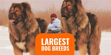 whats  biggest breed  dog