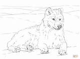 Wolf Coloring Pages Arctic Realistic Printable Drawing Print Tundra Animals Template Adults Detailed Color Drawings Getdrawings Pencil Templates Step Click sketch template
