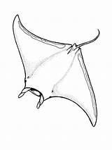 Manta Ray Coloring Pages Stingray Sketch Drawing Animal Color Tattoo Colouring Rochen Sea Printable Animals Coloriage Print Rays Nemo Sheets sketch template