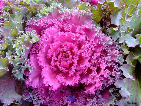 cabbage roses trees  plant cabbage roses garden plants