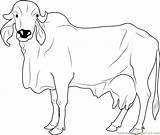 Coloring Cow Pages Cows Coloringpages101 Kids sketch template