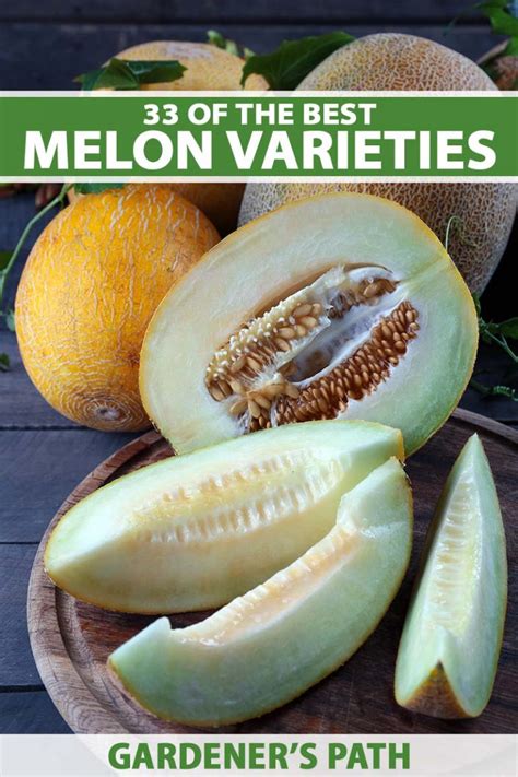 melon varieties gardeners path