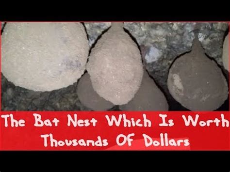 bat nest   worth thousands  dollars youtube
