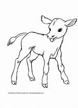 Coloring Cow Pages Printable Color Cattle Calf Baby Cows Cute Kids Animals Colouring Farm Calves Honkingdonkey Animal Print Clipart Drawings sketch template