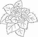 Begonia Flower Coloring Clipart Pink Clip Cliparts Pages Library sketch template