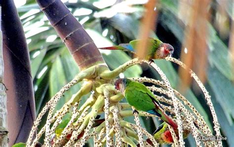 wavy breasted parakeet