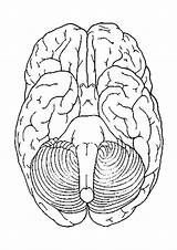 Cerebro Abajo Gehirn Onder Hersenen Kleurplaat Cervello Unteransicht Malvorlage Sotto Partes Educima Educolor Vistas Visitar Schoolplaten Stampare sketch template